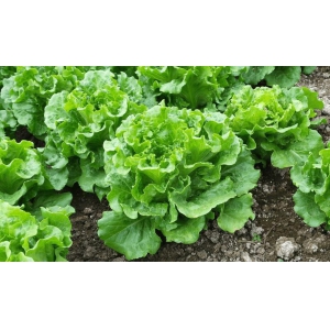蔬菜種植高產(chǎn)栽培技術(shù)，這樣種菜收成才會好(圖1)