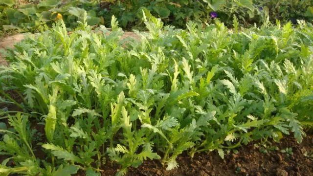 茼蒿種植注意事項(圖2)