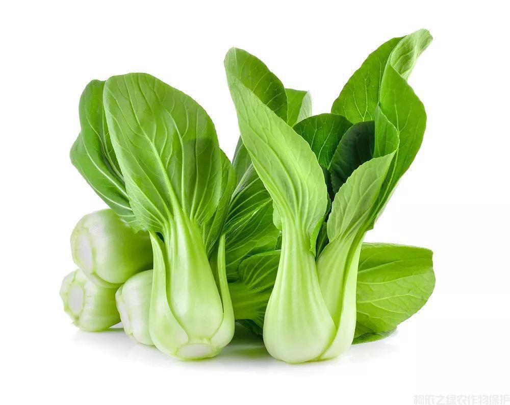 要怎么給油菜施肥才能增產(chǎn)？油菜施肥介紹(圖2)