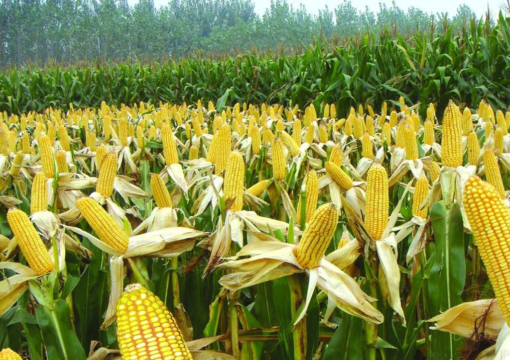 七大種植點全面解析玉米種植技術(圖1)
