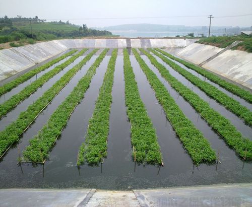 水生空心菜種植技術要點解析(圖1)