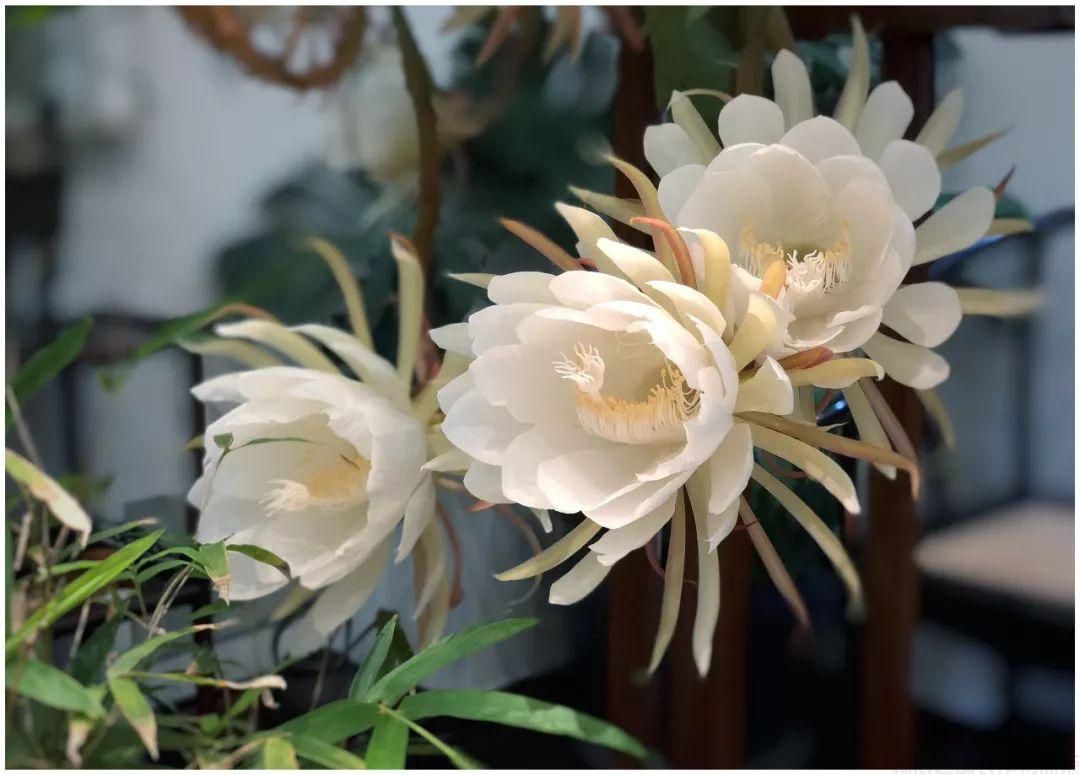 曇花要怎么繁殖？曇花繁殖方法(圖1)