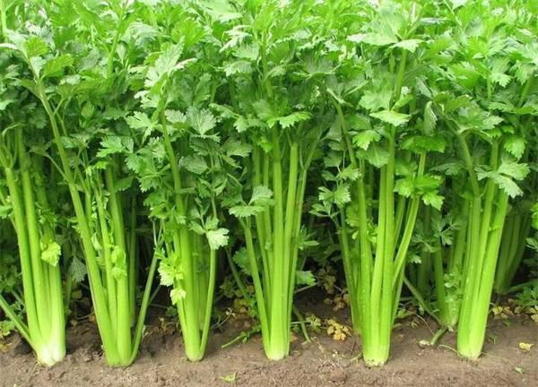 芹菜要怎么栽培？芹菜栽培技術(shù)(圖1)