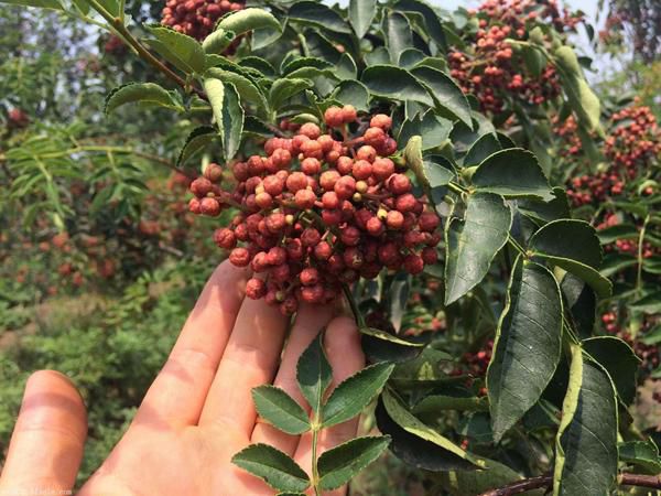 花椒樹要怎么嫁接？花椒樹的嫁接技術(shù)(圖1)