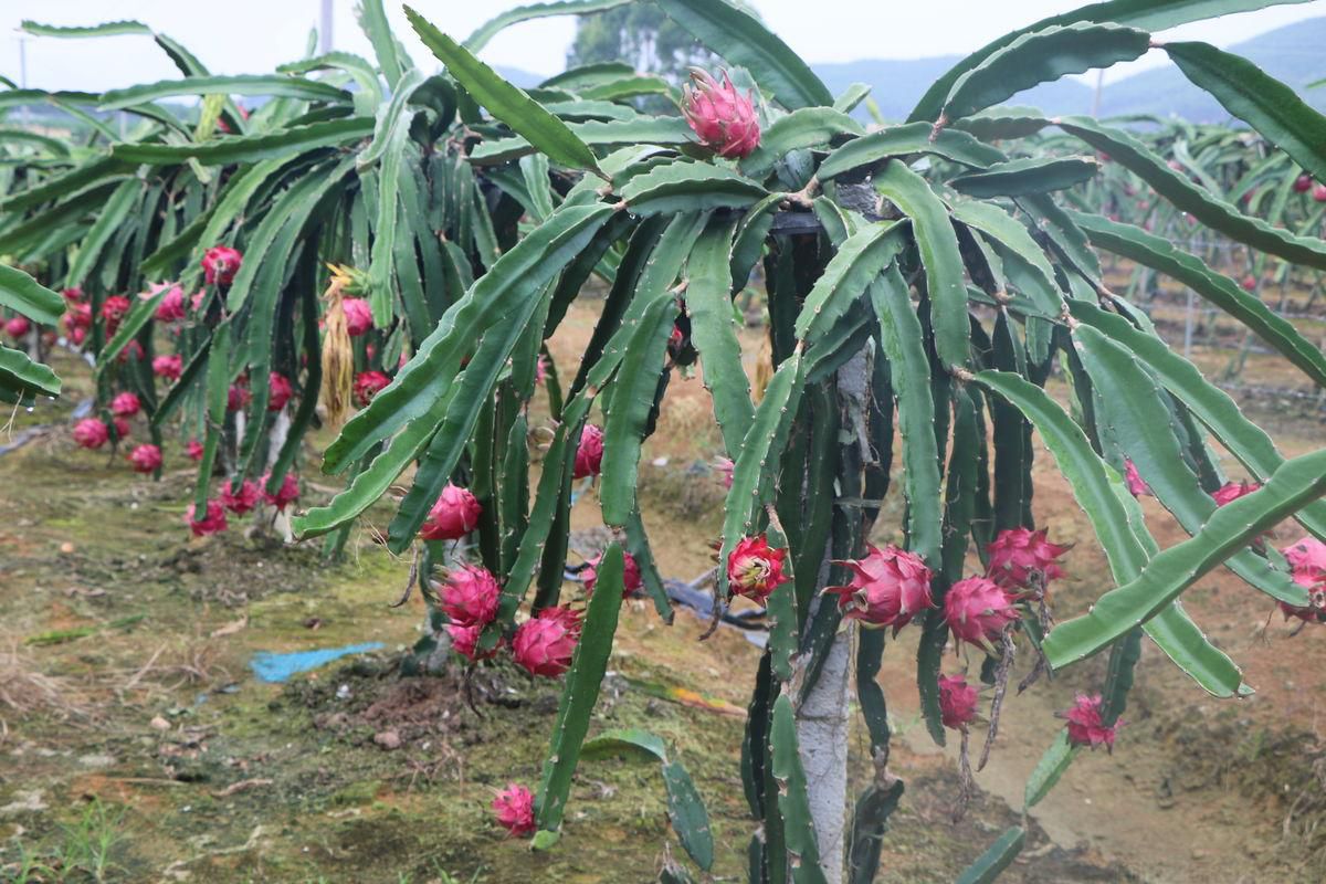 火龍果要在什么時候種最好？火龍果的種植時間和方法(圖1)