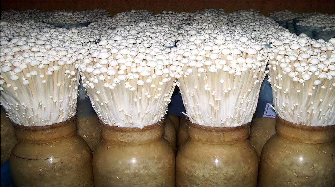 金針菇要怎么栽培？金針菇的栽培技術(shù)(圖1)