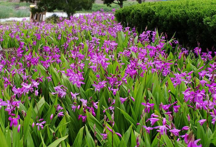白芨要怎么種？白芨的種植技術(shù)方法(圖1)