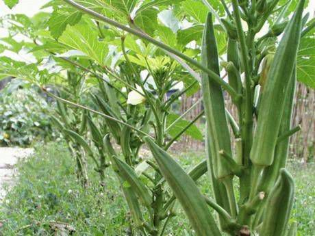 秋葵怎么種？秋葵的種植技術(shù)介紹(圖1)
