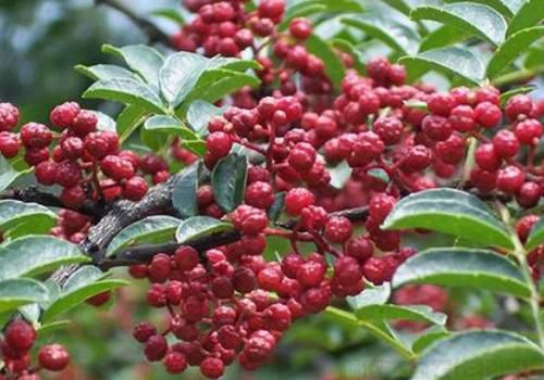 花椒樹怎么種？花椒樹種植管理技術(shù)介紹(圖1)