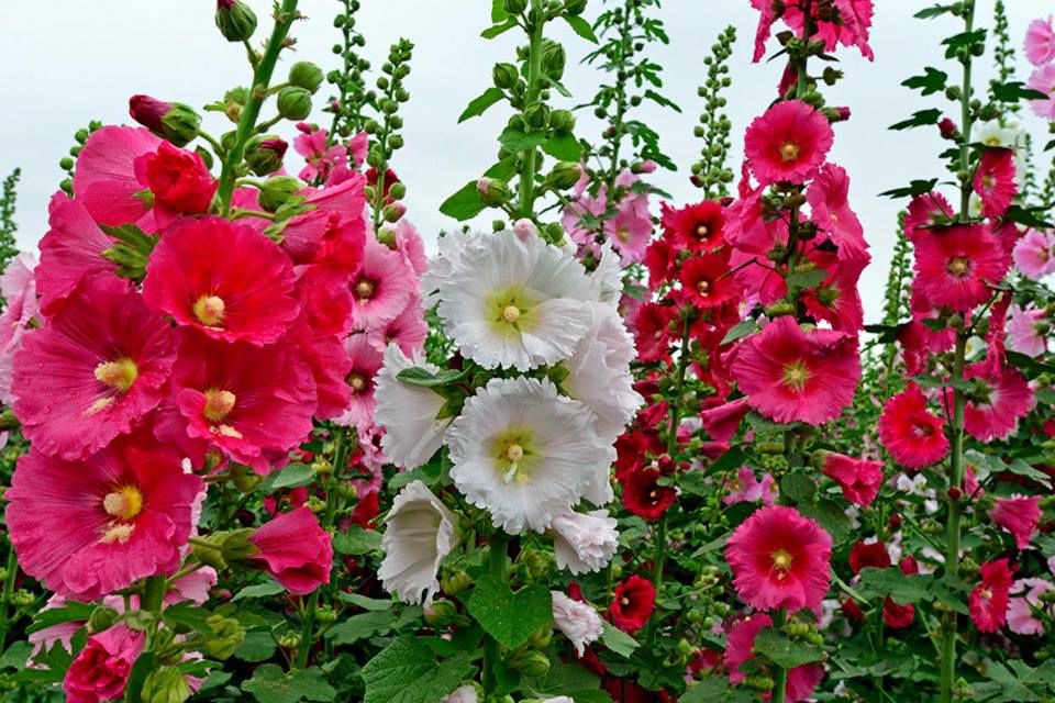 蜀葵怎么種？蜀葵的種植技術(shù)介紹(圖1)