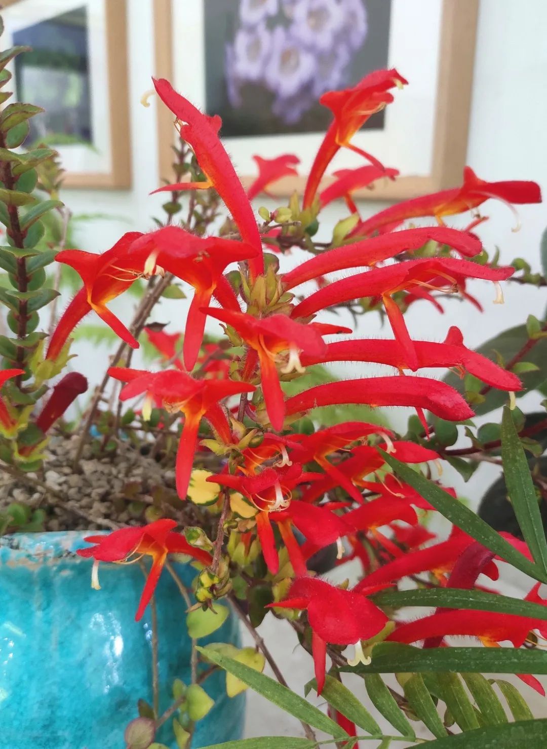 鯨魚(yú)花好養(yǎng)嗎？鯨魚(yú)花的養(yǎng)殖方法和注意事項(xiàng)(圖1)