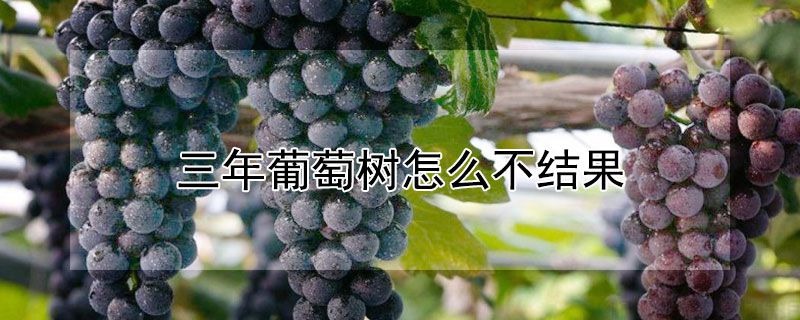三年葡萄樹怎么不結(jié)果(圖1)