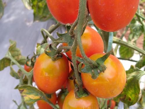夏季高溫強光，溫室蔬菜日灼如何防范(圖1)