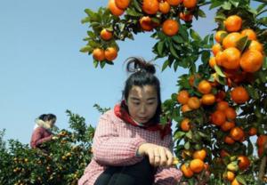 柑橘種植知識:這3種病蟲害需提前預防!(圖2) 采摘柑橘