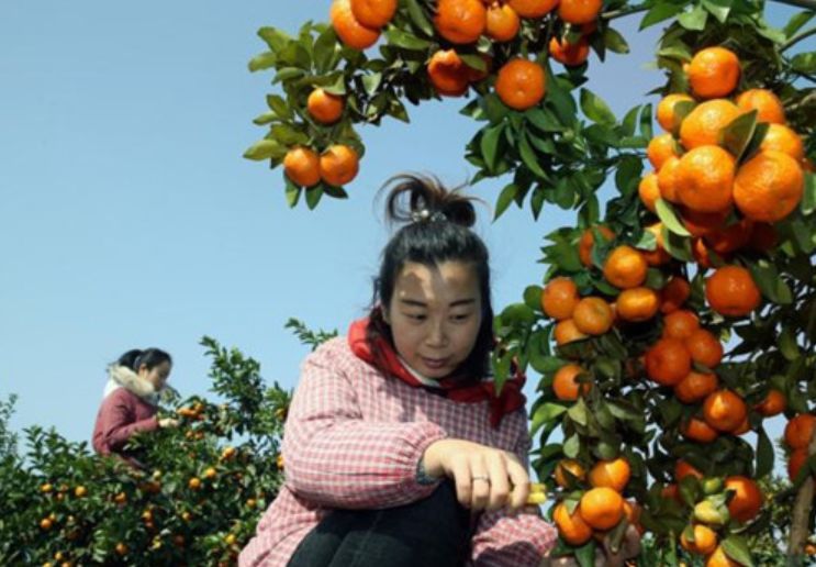 柑橘種植知識:這3種病蟲害需提前預防!(圖5) 采摘柑橘