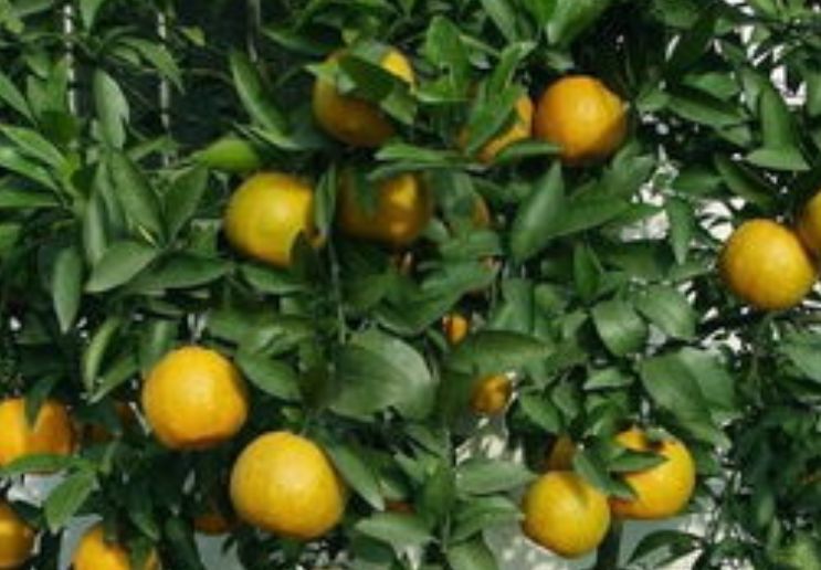 柑橘種植知識:這3種病蟲害需提前預防!(圖6) 柑橘
