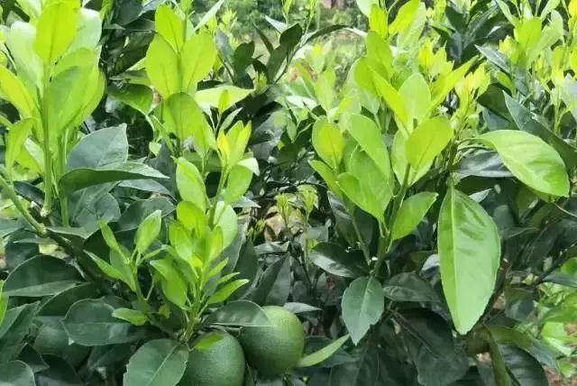 漲知識！柑橘生長發(fā)育七大時期，葉面肥科學(xué)應(yīng)用技巧 (圖6)