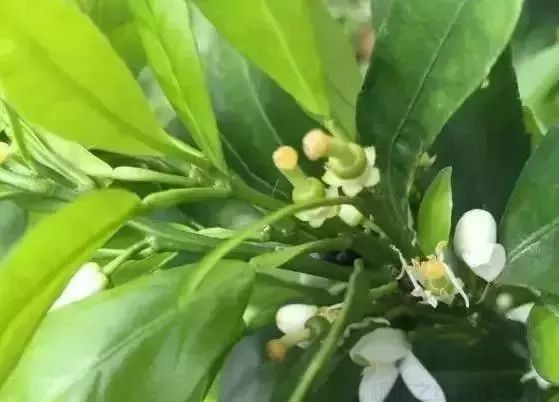 漲知識！柑橘生長發(fā)育七大時期，葉面肥科學(xué)應(yīng)用技巧 (圖4)
