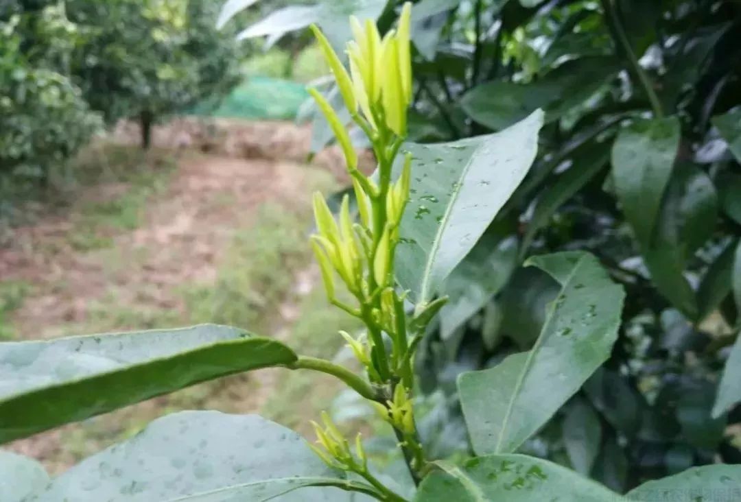 漲知識！柑橘生長發(fā)育七大時期，葉面肥科學(xué)應(yīng)用技巧 (圖2)
