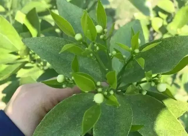 漲知識！柑橘生長發(fā)育七大時期，葉面肥科學(xué)應(yīng)用技巧 (圖3)